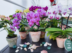 到云南嵩明共赴一場(chǎng)花海夢(mèng)境